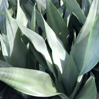 Striking silver foliage of Dracaena 'Silbersee'