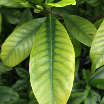 Magnesium deficient gardenia leaves