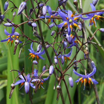 The dainty flowers of Dianella caerulea