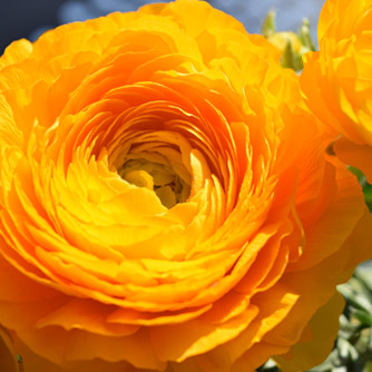 Golden orange ranunculus