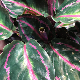 Calathea roseopicta 'Illustris'