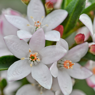 White long-leaf wax flowers (Philotheca myoporoides)