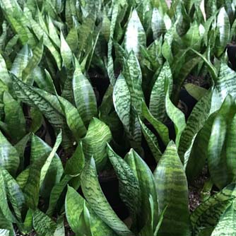 Sansevieria can also be impressive when massed together