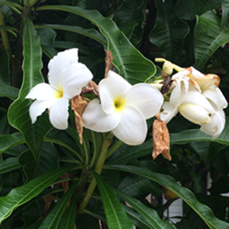 Less common Plumeria pudica with its distinctive evergreen flared leaves