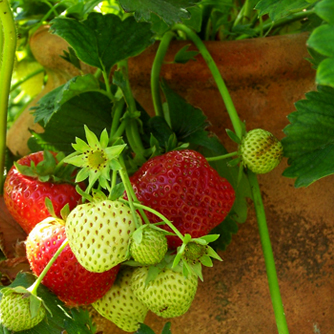 Strawberries in a pot