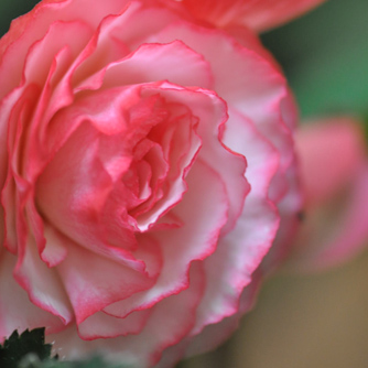 Multiple ruffled petals of a flowering double tuberous begonia