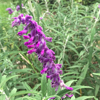 Salvia leucantha