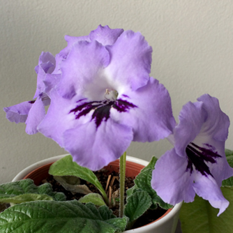 Another showy streptocarpus