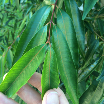 Long drooping foliage of the Waterhousea lilly pilly gives them a lovely weeping habit