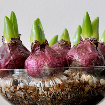 Hyacinth bulbs shooting