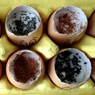 Eggheads just sown with different seeds.