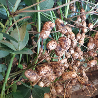 Freshly harvested peanuts ready for drying out