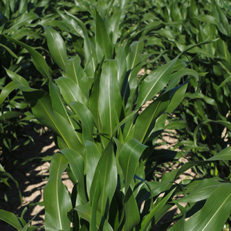 Well watered rows of young corn plants looking thick and lush