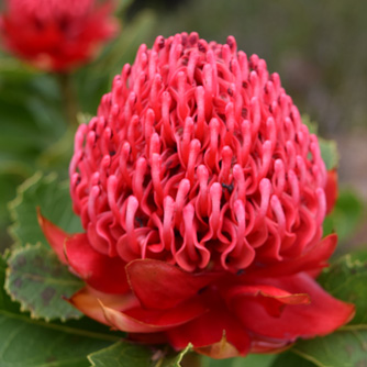 Fully opened waratah flower