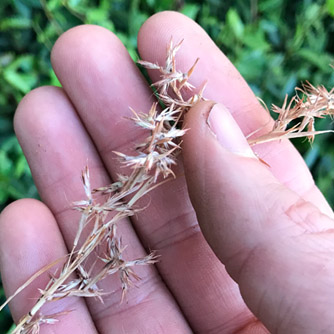 Lemongrass seeds can be collected and sown