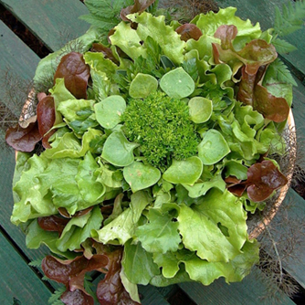 Green salad picked straight from the garden.