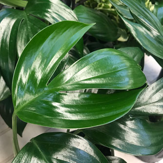 Dragon tail with its lovely green foliage