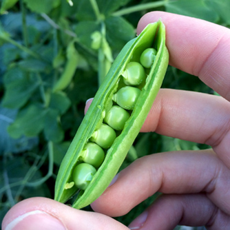 Tasty peas