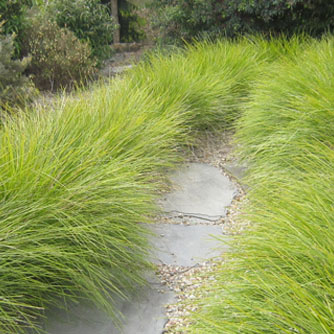 Lomandra 'Tanika' has lovely soft foliage (image credit - Ozbreed)