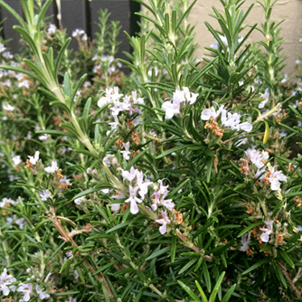 Rosemary in flower