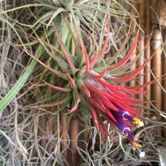 Air plant (Tillandsia ionantha) in flower