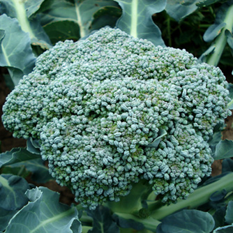 Broccoli head ready for picking