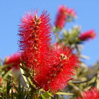 The amazing bottlebrush flowers