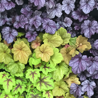 Mixed heuchera and tiarellas