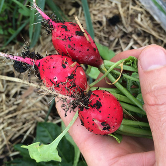 Freshly pulled radishes