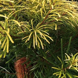 Yellow new leaves is one of the signs of possible phosphorus toxicity in banksias