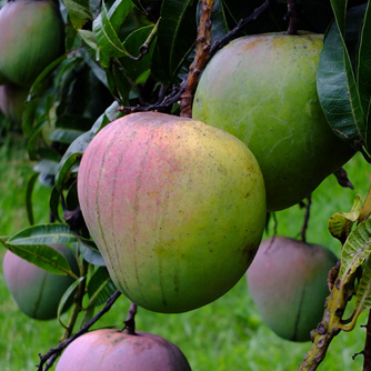 'R2E2' mangoes