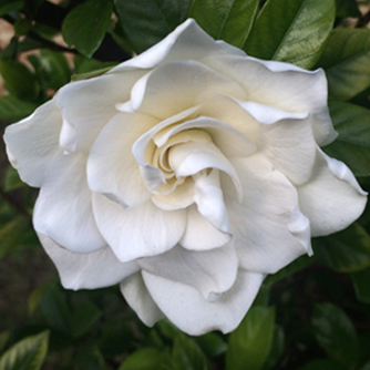 Beautiful gardenia flower