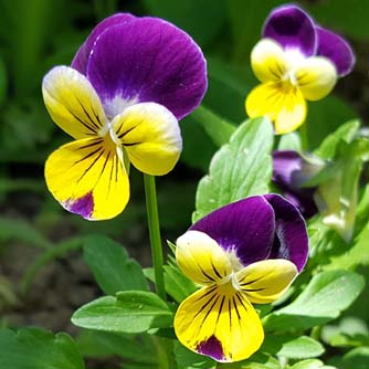 Popular viola known as Johny Jump Ups or Heartsease