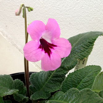 Streptocarpus coming into flower