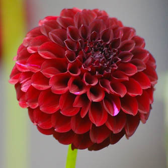 Pompom dahlia