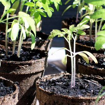 Tomato seedlings not quite ready to plant out