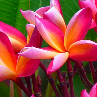 Intense pink and yellow frangipani flowers