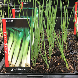 Leeks transplant easily from punnets