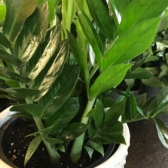 Zamioculcas produce lovely rich green foliage