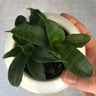 Small growing sansevieria 'Tom Thumb'