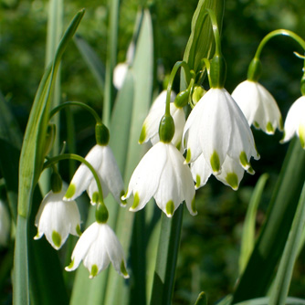 Snowflake (Leujocum) are just as charming but easier to grow in our warmer climates