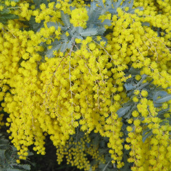 Cootamundra wattle (Acacia baileyana)