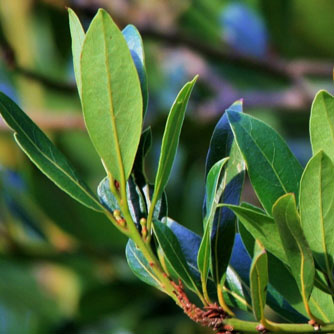 Deep green foliage of the bay tree