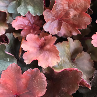 Red heuchera foliage