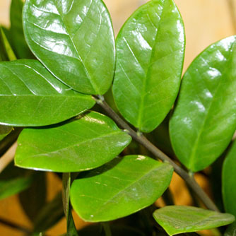 Individual leaflets can be broken off to propagate new zamioculcas plants