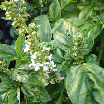 Sweet basil in flower