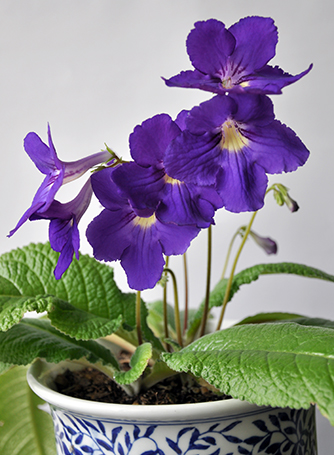 Streptocarpus "Bright Eyes"