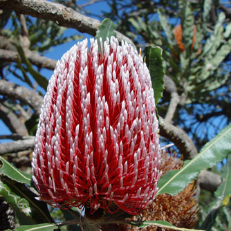 The stunning Banksia menziesii from WA