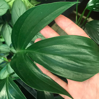 Mature dragon tail leaf with deep splits