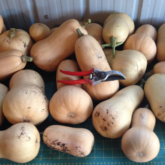 Butternut pumpkin harvest